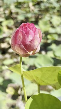 Close-up of a pink lotus bud preparing to bloom, with sunlight highlighting its delicate, layered petals.
