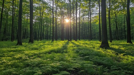 Obraz premium Sunbeams Through Tall Trees in a Lush Forest