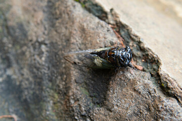fly on the stone