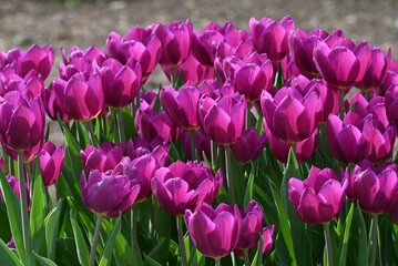 Obraz premium Tulips in full bloom from autumn to winter. These flowers are made by regulating the flowering of bulbs in a refrigerated facility. 