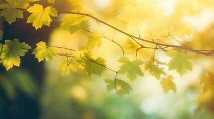 Obraz premium Soft Yellow and Green Leaf Background