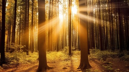 Fototapeta premium Sunlit Forest with Golden Rays Filtering Through Trees