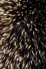 Detail of hedgehog spines of two colors.
