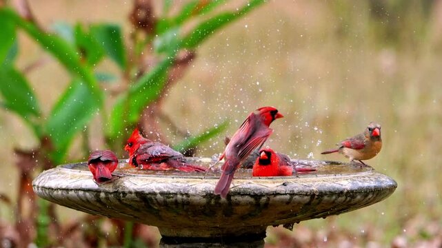 Large flock of brightly colored red Northern Cardinals happily playing in a bird bath. High quality video.