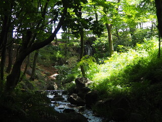 北の丸公園の小川