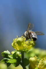 beautiful flowers astromelias growing in garden at summer sunny day