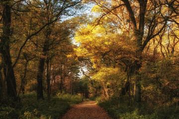 Obraz premium autumn in the woods