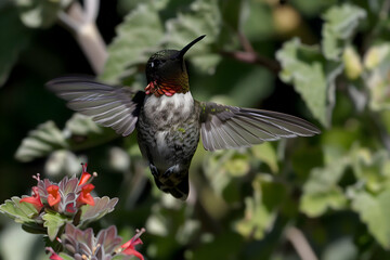 Obraz premium A hummingbird hovering near vibrant flowers, showcasing its iridescent plumage.