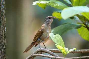 sabi&aacute; barranco