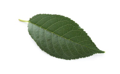 Fototapeta premium One fresh apple tree leaf isolated on white