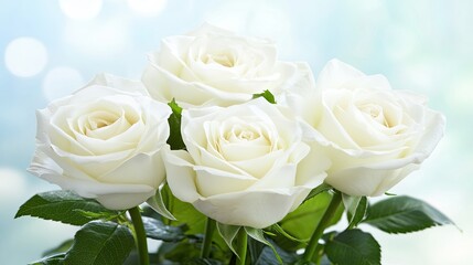 Fototapeta premium Elegant White Roses on Soft Blurred Background