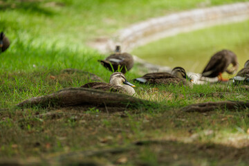 Obraz premium Enjoying the dappled light under trees on the grassy bank of a small pond, a sleepy eyed duck rest quietly with its eyes half opened as others near by are busy grooming themselves and resting.