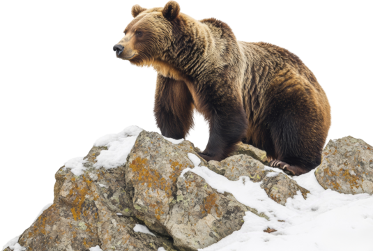 Brown bear on snowy rocks, wildlife concept