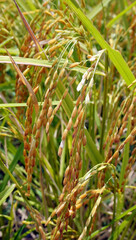 ripe rice or Oryza Sativa