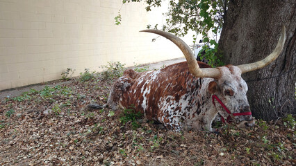 Texas Longhorn cow