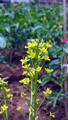 mustard flower or Barbarea vulgaris or Sisymbrium loeselii or Turnip rape