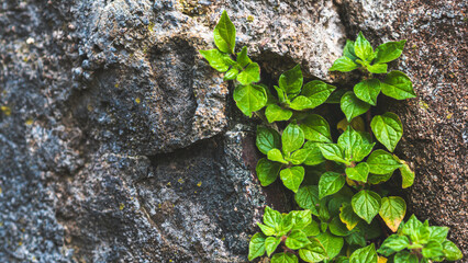 Close up plants flowers tree leaves flora green lush delicate