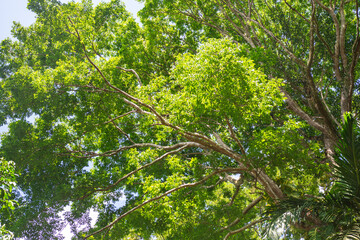 Fototapeta premium Trees of the Amazon Rainforest. Brazil