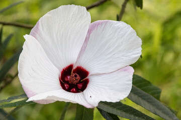 Australian Native Hibiscus in flower