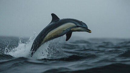 Fototapeta premium A dolphin leaps out of the water, creating a spray of water as it breaks the surface.