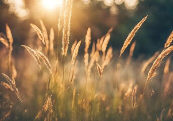 Wild grass in the forest at sunset. Macro image, shallow depth of field summer nature background Vintage