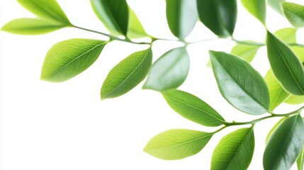 Obraz premium Fresh green leaves isolated on white background, showcasing natural beauty and simplicity, perfect for design.