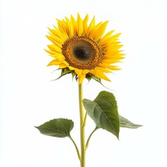 Obraz premium Bright sunflower against white background, showcasing vivid yellow petals and dark center in sharp detail.