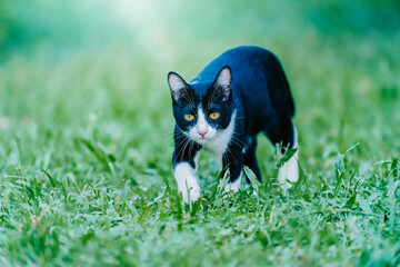 Black and white kitten prowling in green grass.