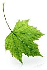 Fototapeta premium Green maple isolated white background. Studio photo room green maple fall. For your design.
