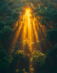 Obraz premium Sunlight streams through a forest, creating a serene and magical atmosphere.