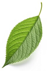 Obraz premium Green leaf isolated white background. Studio photo room green leaf fall. For your design.