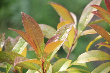 Image of a flowering rhododendron tree on the Daecheongcheon Stream trail