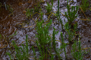 Obraz premium Fresh green plants in a waterlogged, muddy field after heavy rain, showing natural resilience and adaptation in wet soil conditions