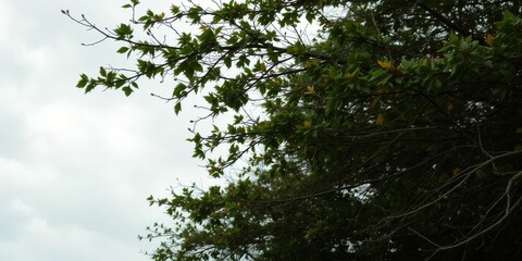 Fototapeta premium A dramatic stormy sky with gusts of wind bending trees and scattering leaves, ominous, turbulent