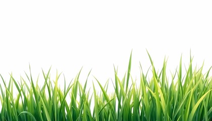 Fototapeta premium Grass Field