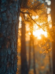 Obraz premium Serene Sunrise in the Forest