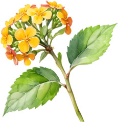 Obraz premium Stunning Lantana camara watercolor showcasing vivid flowers in cheerful, colorful floral arrangement.