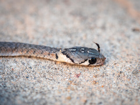 Head of Baby Common Rat Snake Lay Dead