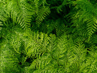 Pattern of Giant-hairfoot Leaf