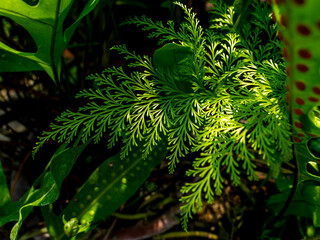 Pattern of Giant-hairfoot Leaf