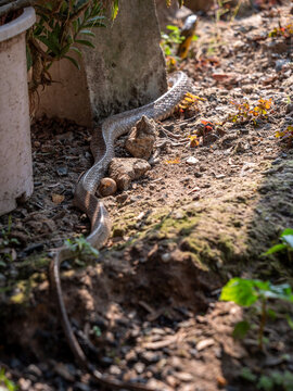 Common Rat Snake Slithering