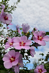 Obraz premium ムクゲの花言葉は 「繊細な美」「一途な心」「粘り強さ」