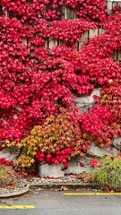 Red ivy leaves on wall. Vivid autumn color.