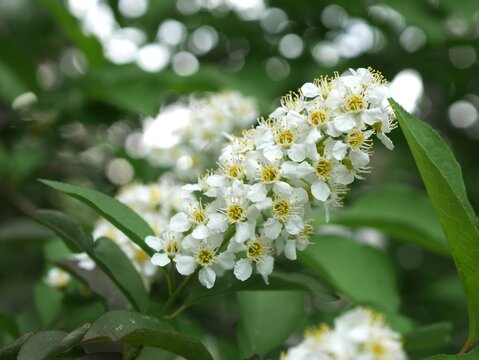 Closeup of wild chokecherry flowers, Colorado