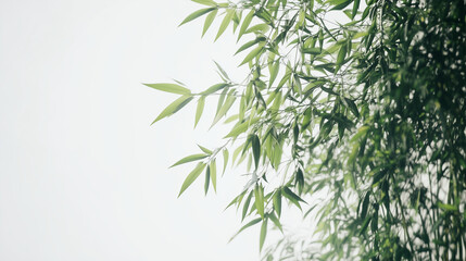 bamboo leaves background