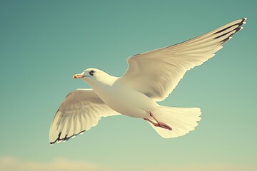 Obraz premium A white seagull with black wingtips soaring through the sky