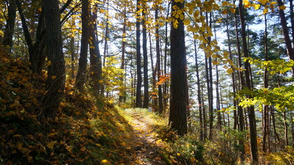 Obraz premium 紅葉の乾徳山