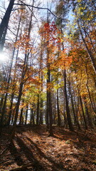 Obraz premium 紅葉の乾徳山