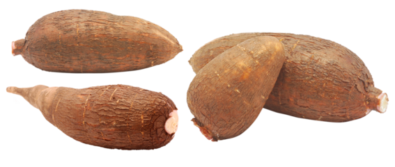Cassava root isolated on transparent background