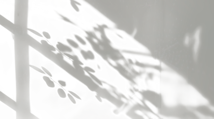 natural leaves shadow light effect on transparent background